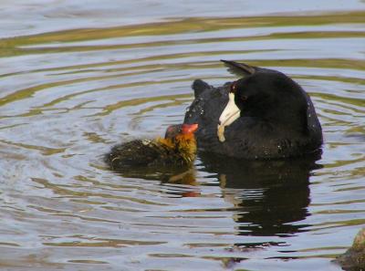 coot and chick 4.jpg