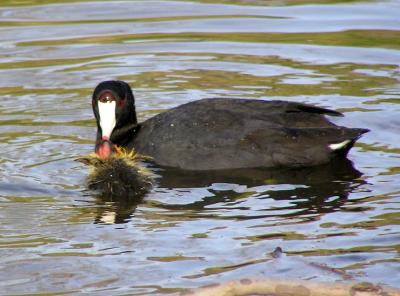 coot and chick 5.jpg