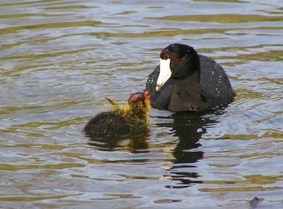 coot and chick.jpg