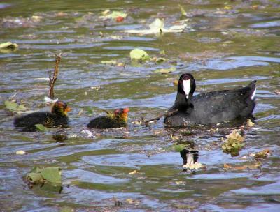 coot and chicks.jpg