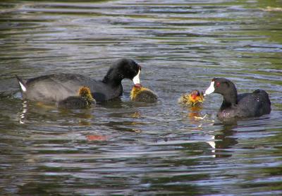 coot family.jpg