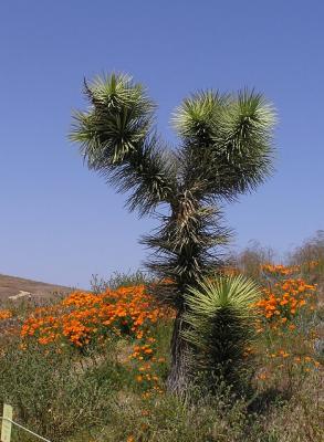 u16/lesliej/medium/42182461.joshuatreeandpoppies.jpg