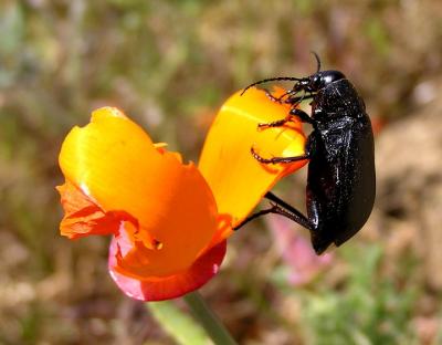 beetle on poppy.jpg