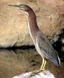 green heron.jpg