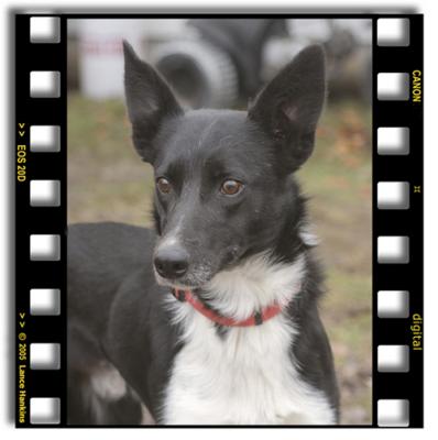 Border Collies
