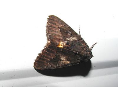 Wayward Nymph or Sweetfern Underwing (Catocala antinympha)