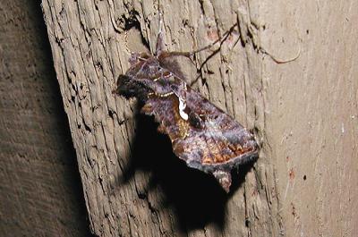 Autographa pseudogramma [Noctuidae , Plusiinae]