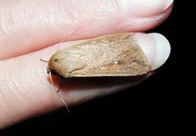 Armyworm Moth (Pseudaletia unipuncta)