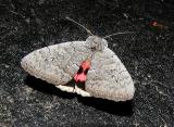 Sleepy Underwing aka Pink Underwing (Catocala concumbens)