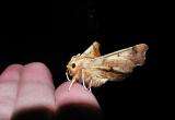 Maple Spanworm moth (Ennomos magnaria)[Geometridae , Ennominae]