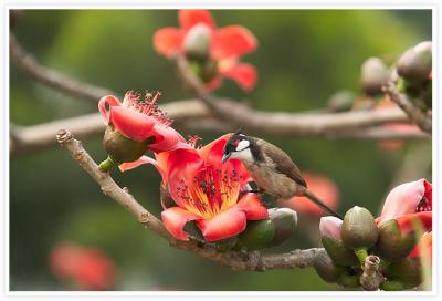 CRW_4141.crw1.jpg