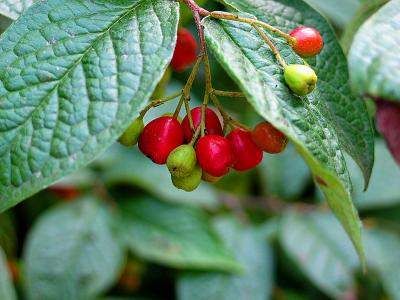 berries