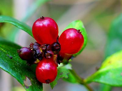 honeysuckle