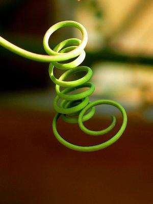 tendril