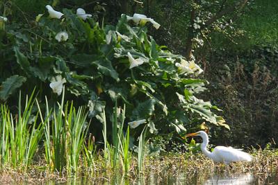 white heron