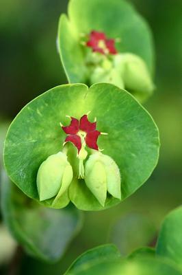 euphorbia yet again