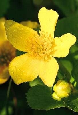marsh marigold and bud