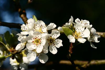 williams pear