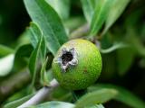 weeping pear
