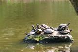 STOP - turtles