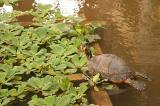 basking turtle