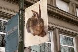 poster of a bunny