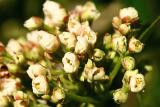 unfurling choisia ternata blossom