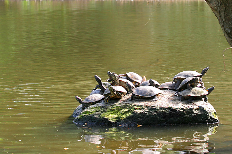 STOP - turtles