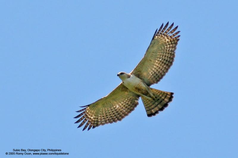 Philippine Hawk-Eagle