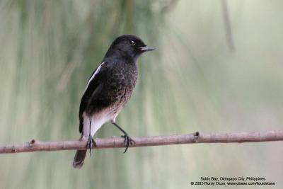 Pied Bushchat

Scientific name - Saxicola caprata

Habitat - Drier open country, grasslands and cultivated areas.

[with Tamron 1.4x TC, 560 mm focal length]