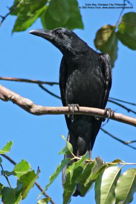 Large-billed Crow 

Scientific name - Corvus macrorhynchos 

Habitat - open country. 

[with Tamron 1.4x TC, 560 mm focal length]
