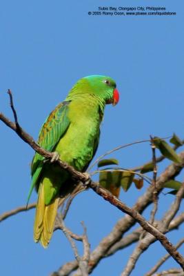 Blue-naped Parrot 
(a near Philippine endemic) 

Scientific name - Tanygnathus lucionensis 

Habitat - uncommon in forest and forest edge. 

[with Tamron 1.4x TC, 560 mm focal length]
