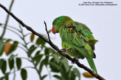 Blue-naped Parrot 
(a near Philippine endemic) 

Scientific name - Tanygnathus lucionensis 

Habitat - uncommon in forest and forest edge. 

[with Tamron 1.4x TC, 560 mm focal length]
