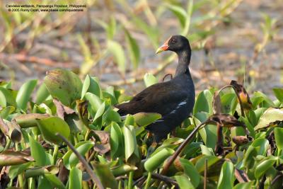 Common Moorhen 

Scientific name - Gallinula chloropus 

Habitat - Marshes and ponds. 

[350D + Sigma 300-800 DG] 
