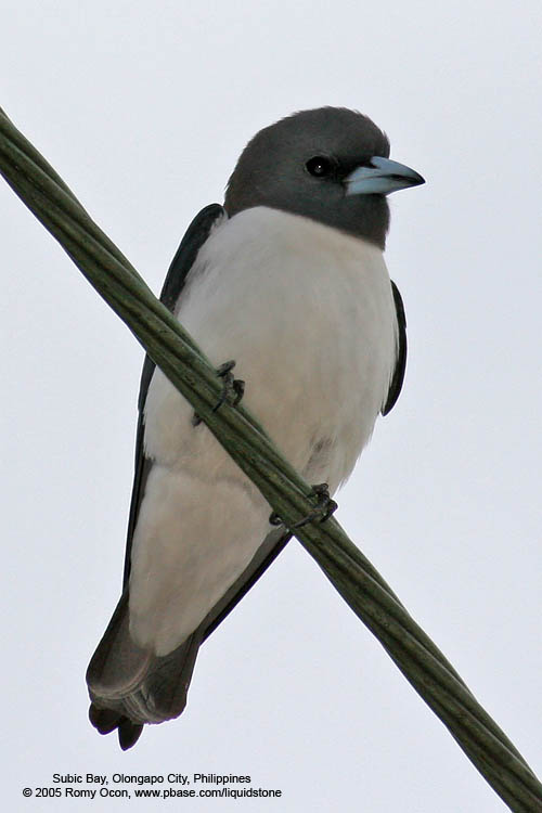 IMG_7401.jpg