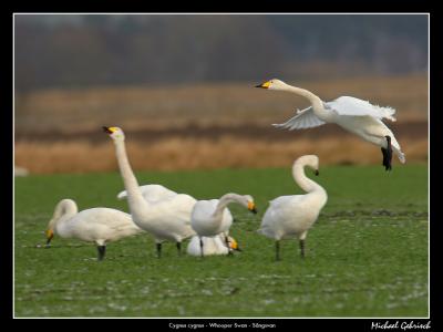 Whooper Swans, Vombs Ängar