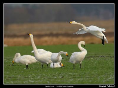 Whooper Swans, Vombs ngar