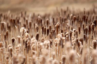 cattail neighbourhood