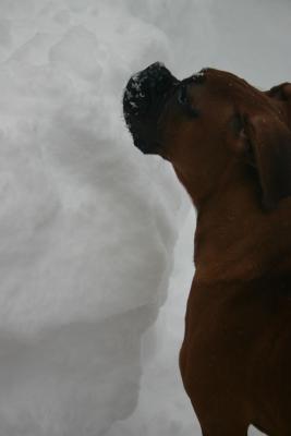 Hamlet and a wall of snow