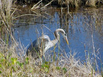 Great Blue Heron 1/20/03 Oly C-720