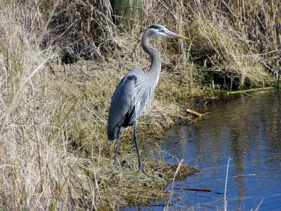 Great Blue Heron 1/20/03 Oly C-720