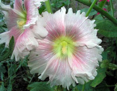 two pale pink flowers
