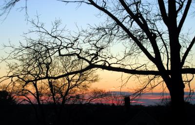 trees against sunset
