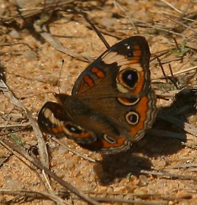 A butterfly.  They skydive too!