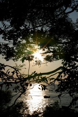 Sunset through trees