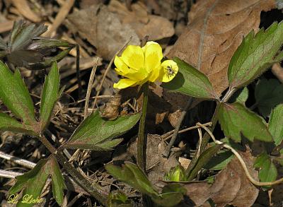 Buttercup and visitor  082.jpg