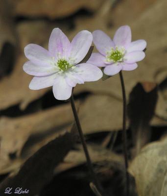 Hepatica 143.jpg