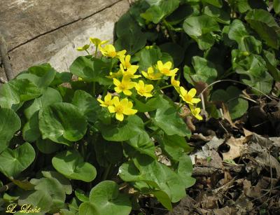 Marsh Marigolds  245.jpg