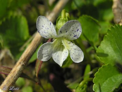 Speckled  Violet 206.jpg