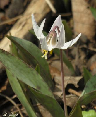 White Trout Lily 173.jpg